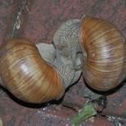 Schneckenliebe - Weinbergschnecken (Helix pomatia)