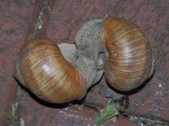 Schneckenliebe - Weinbergschnecken (Helix pomatia)