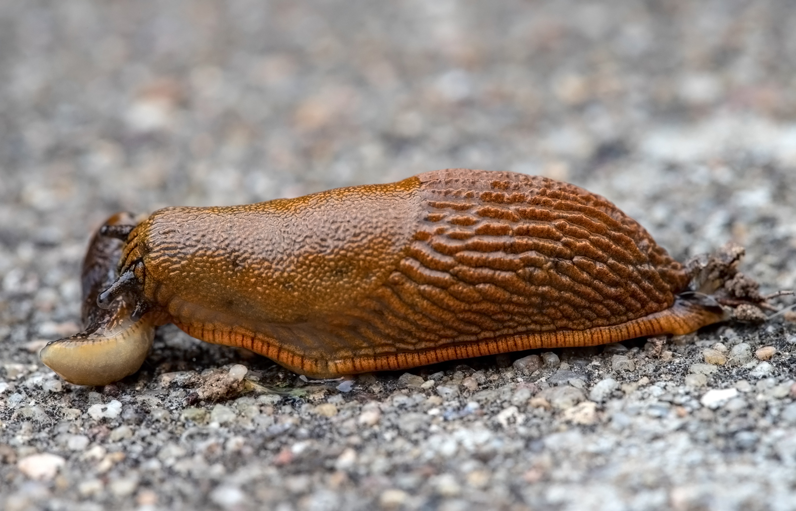 Schneckenmahlzeit