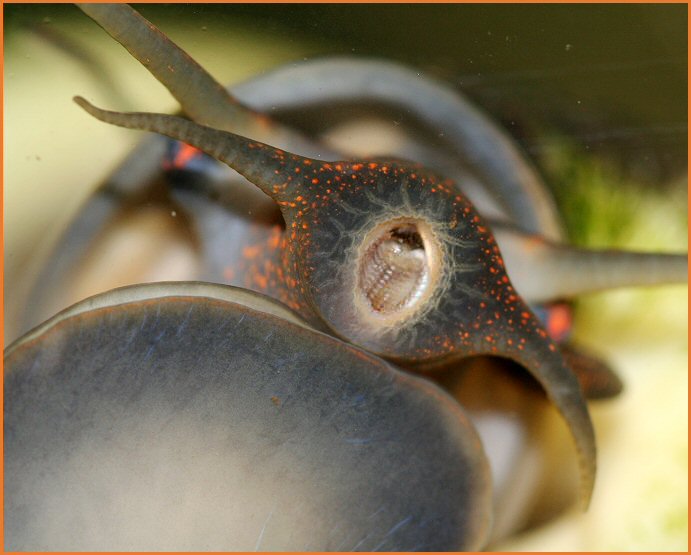 schneckenmund Foto & Bild tiere, haustiere, aquaristik Bilder auf
