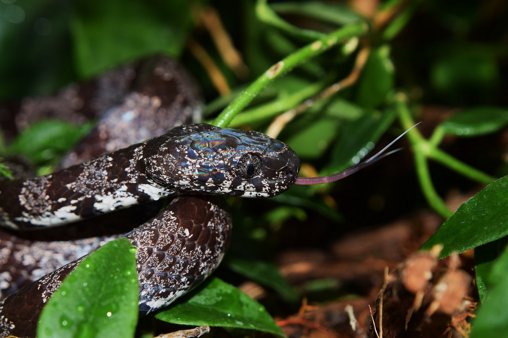 Schneckennatter (Sibon nebulata)