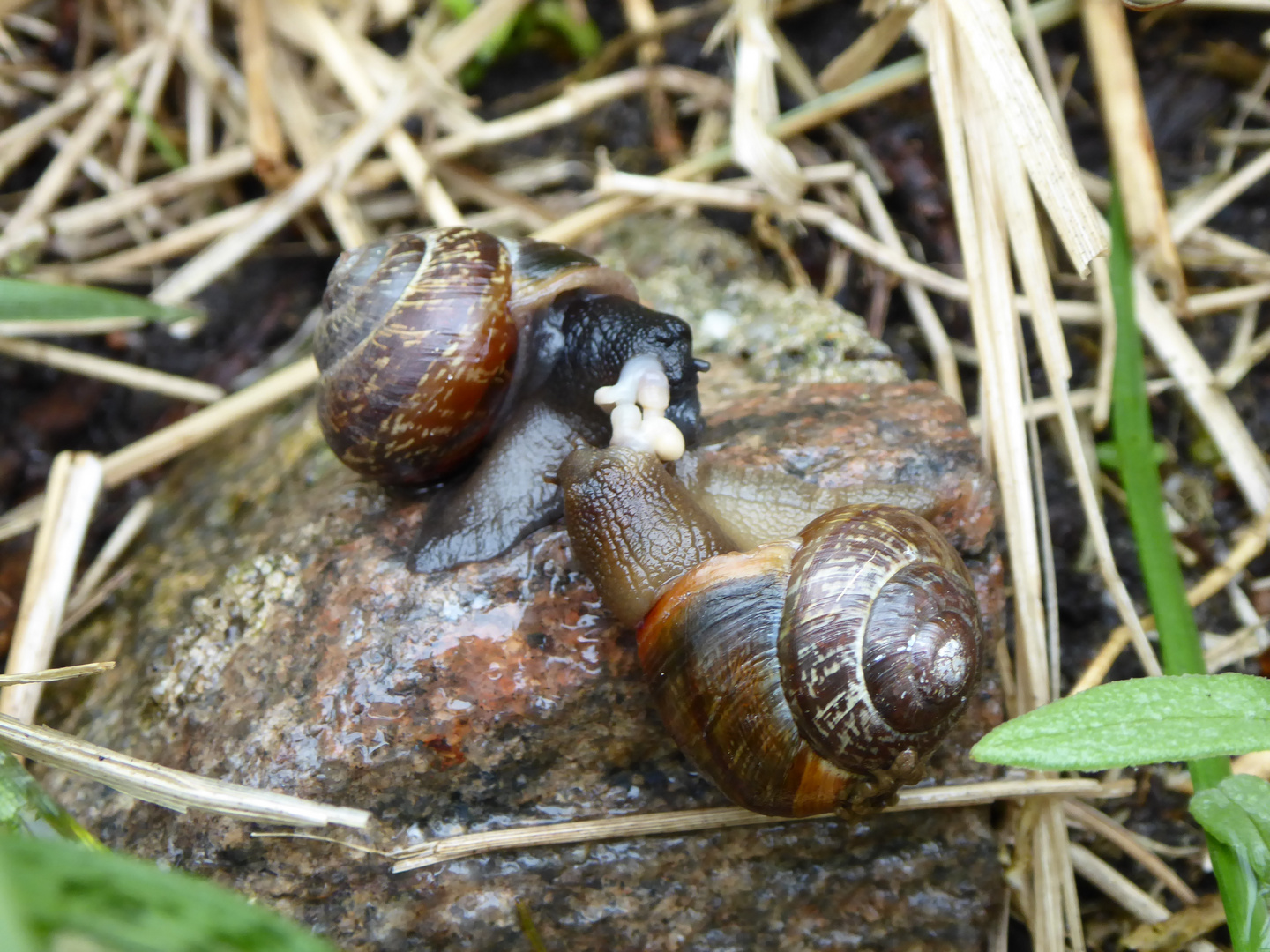 Schneckenpaarung