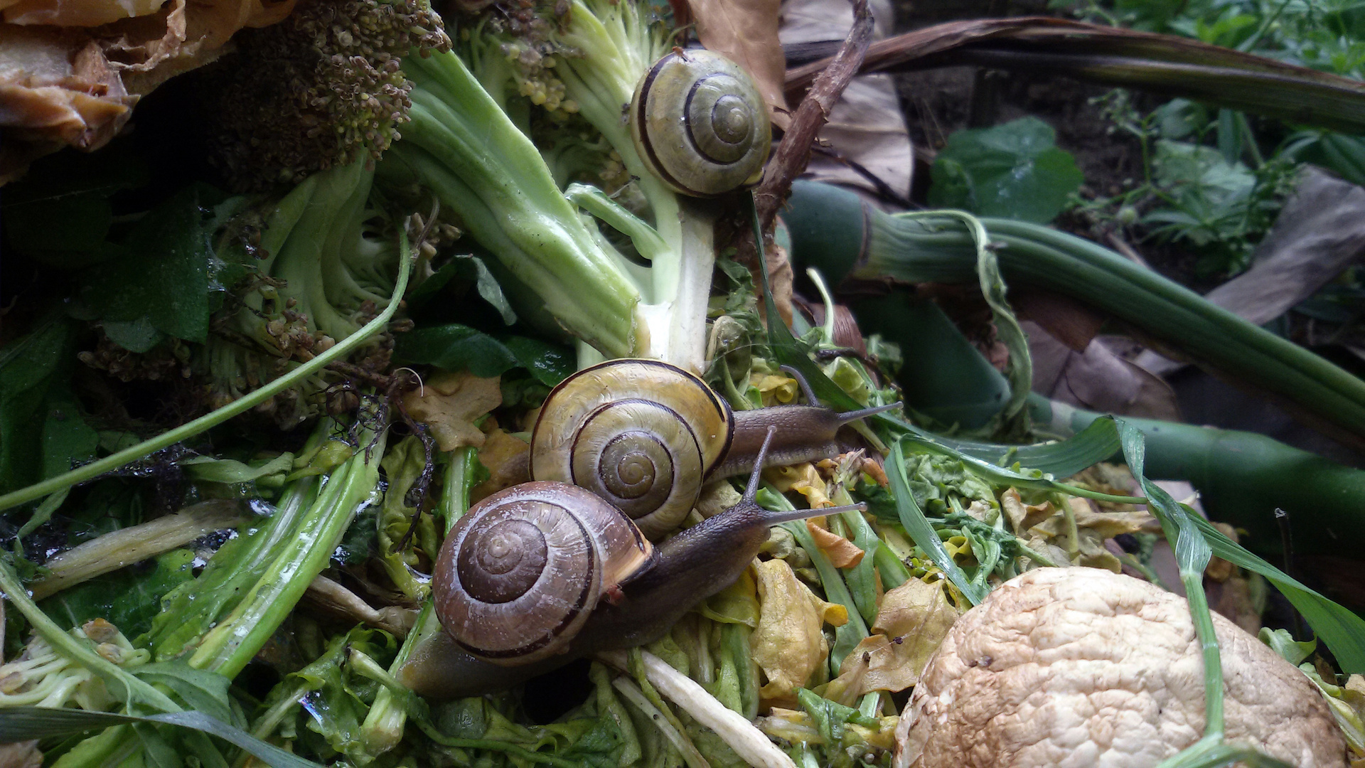 Schneckenparadies auf dem Kompost - Bänderschnecken