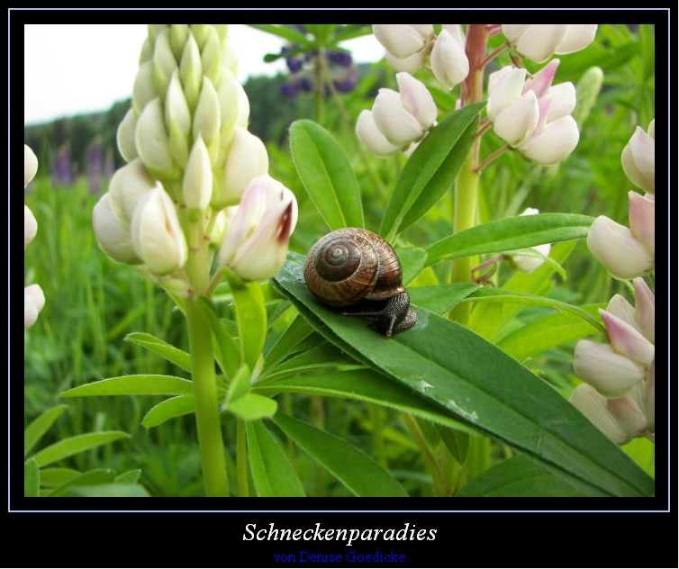 Schneckenparadies in den Lupinen