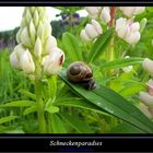 Schneckenparadies in den Lupinen