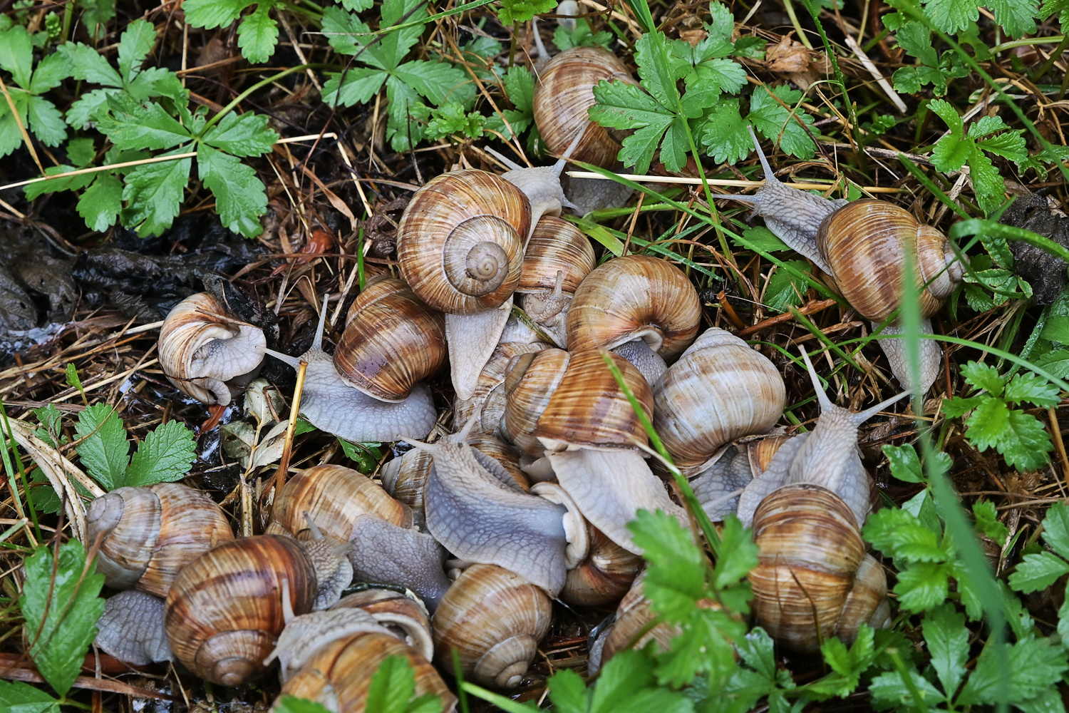 Schneckenpfännle - Poêles des escargots