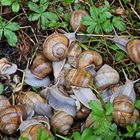 Schneckenpfännle - Poêles des escargots