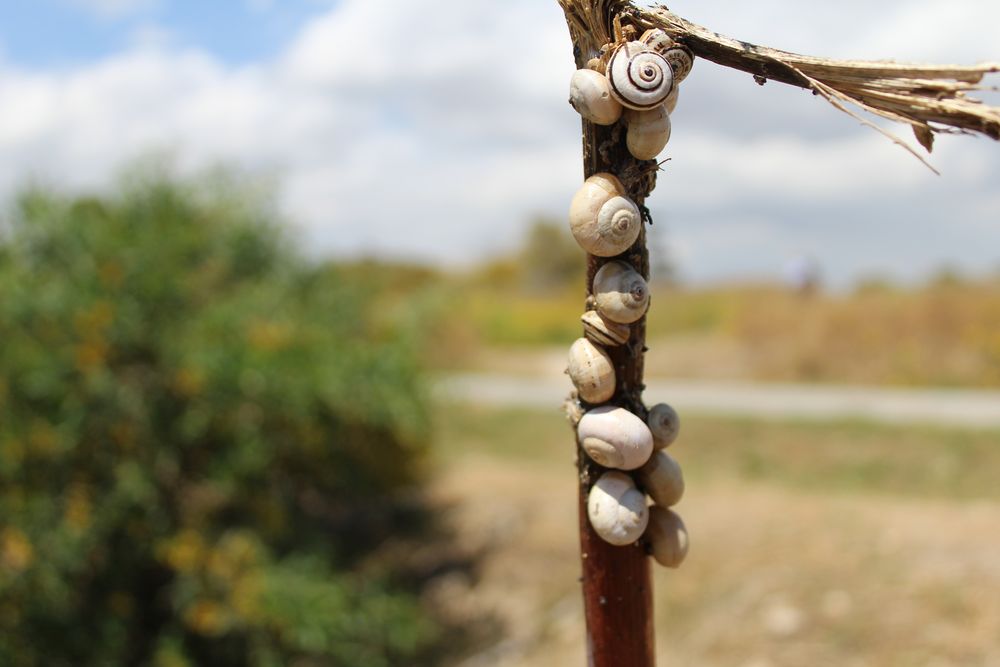 „Schneckenplage" bei Salamis