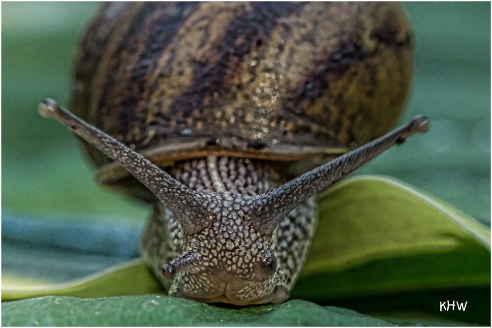 Schneckenportrait