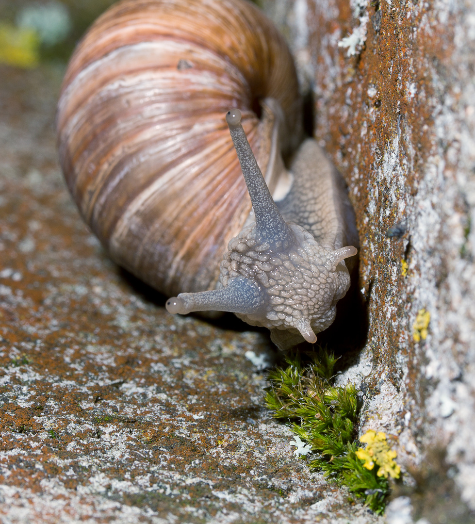 Schneckenportrait