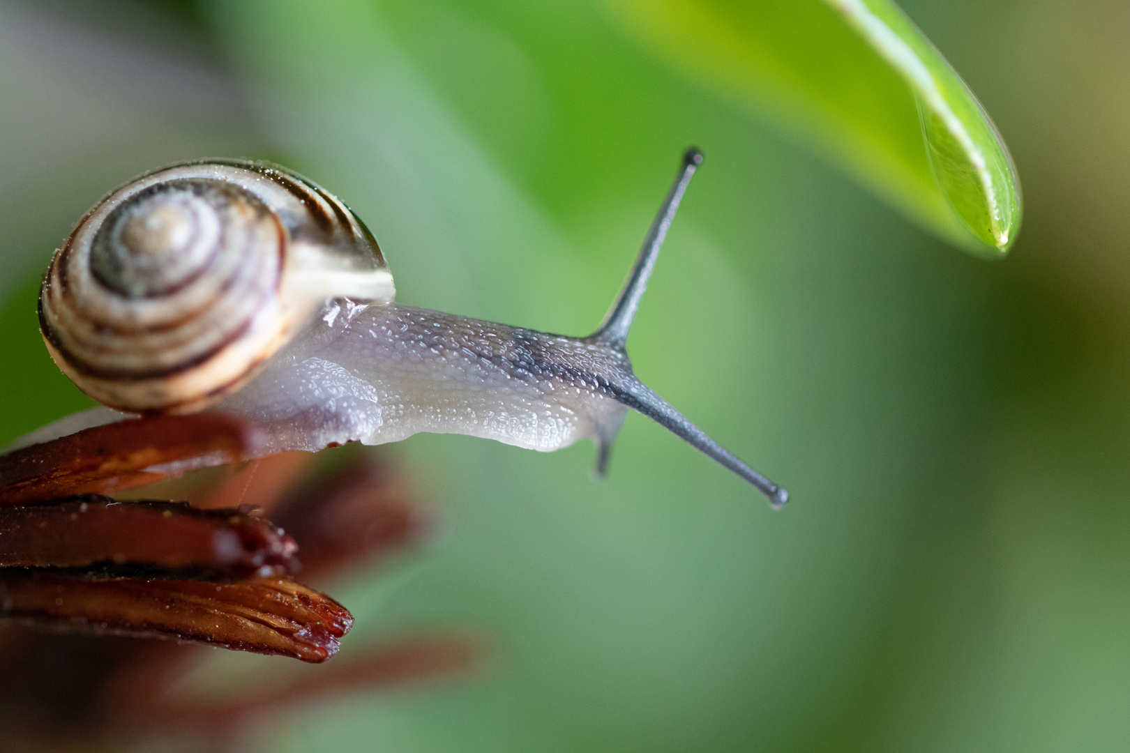 Schneckenportrait