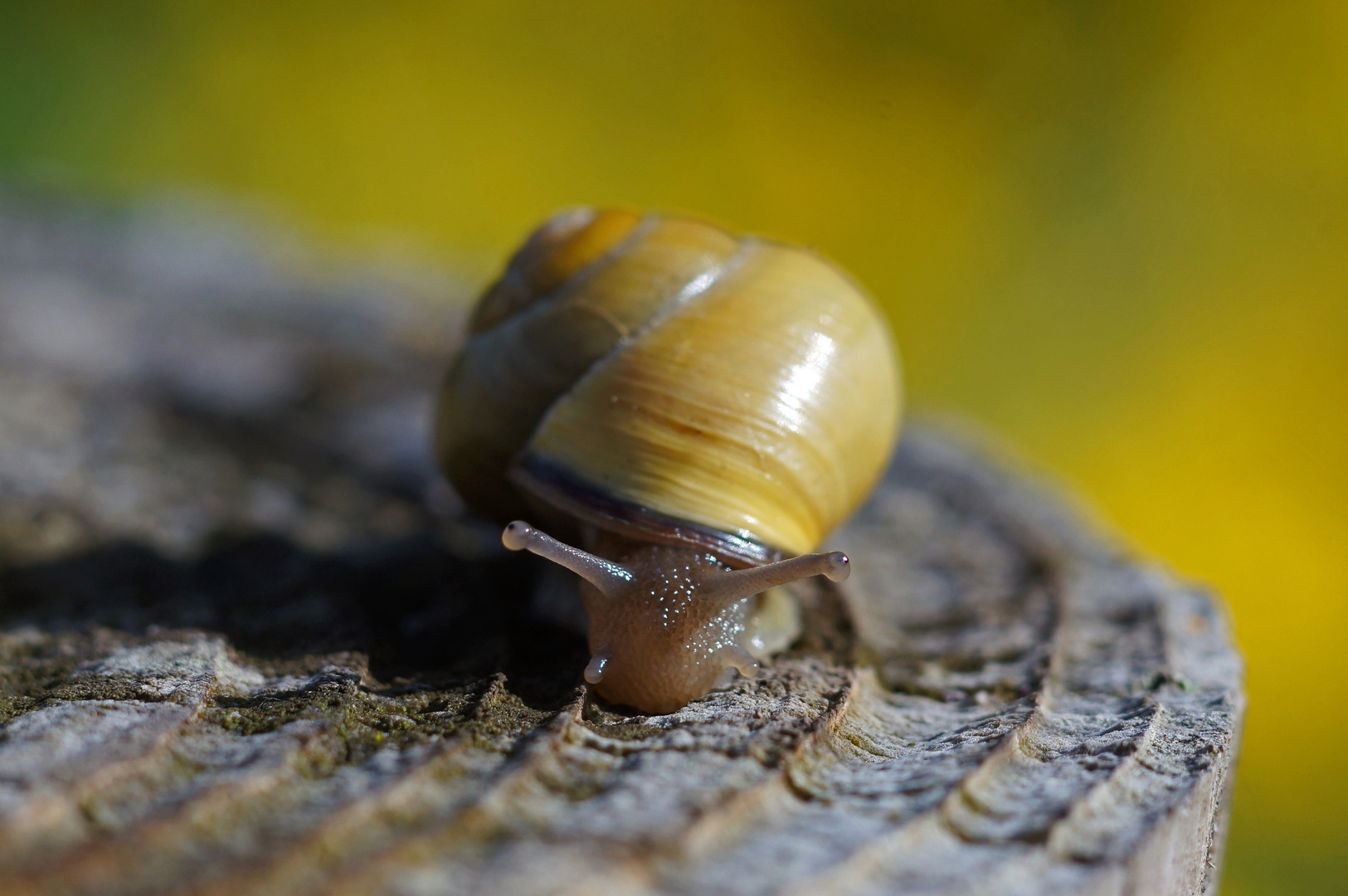 Schneckenrennen