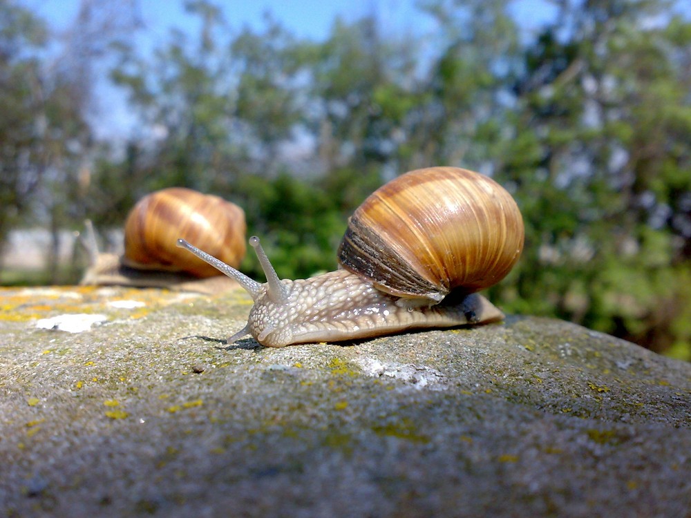 Schneckenrennen