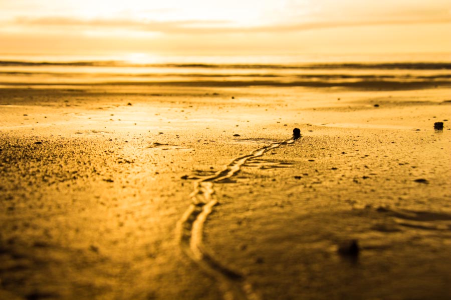 Schneckenrennen in die Nordsee