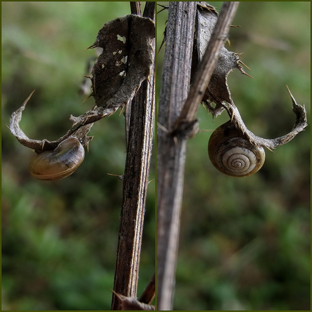 Schneckenschaukel