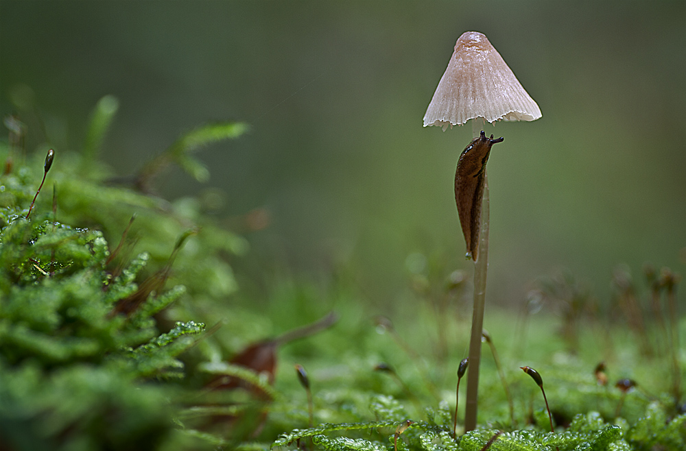 Schneckenschirm