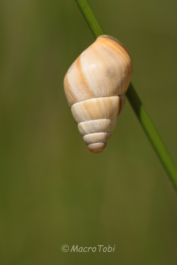 Schneckenschlaf