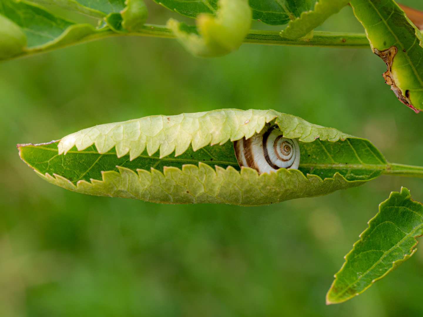 Schneckenschlaf