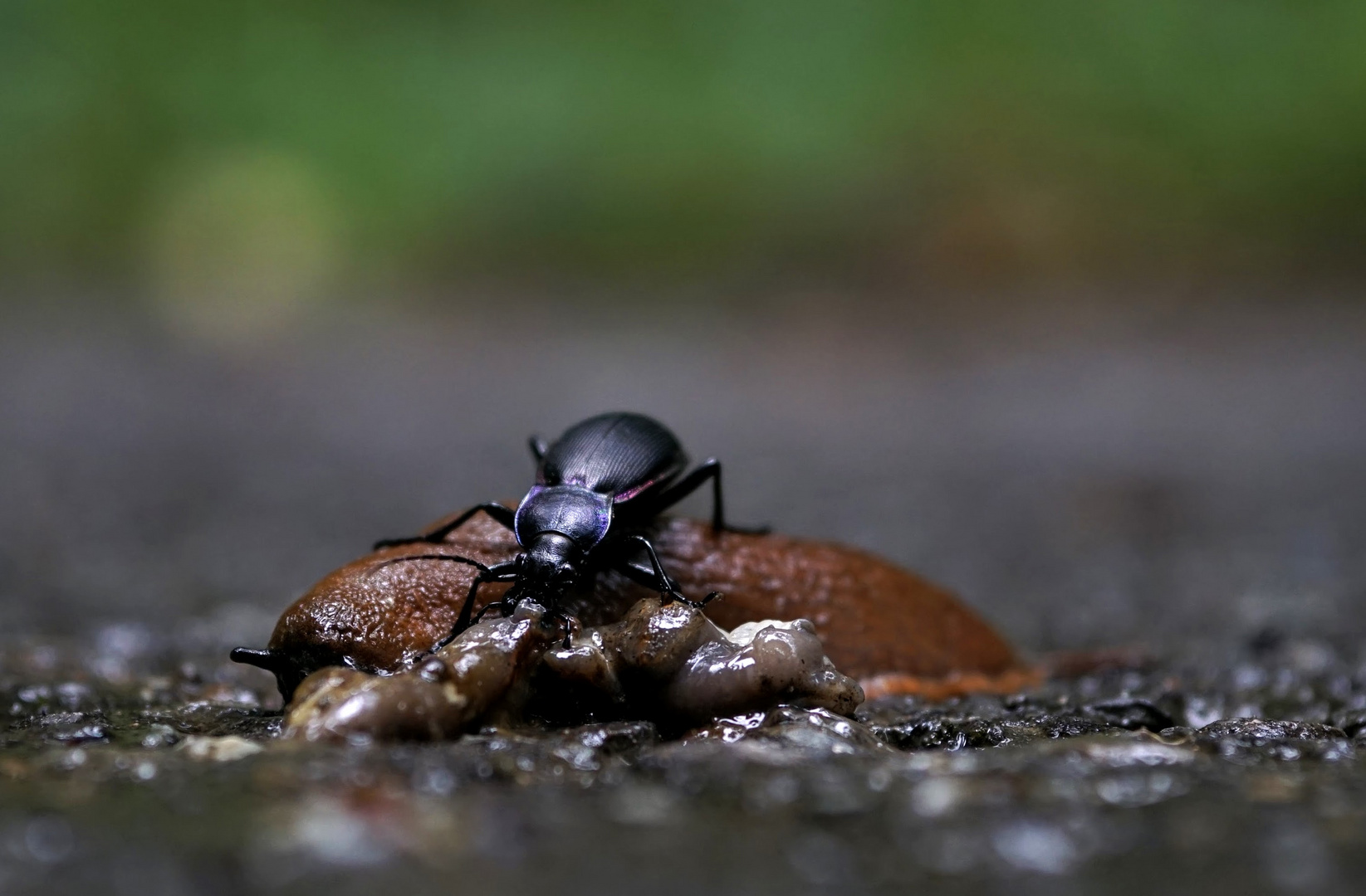 Schneckenschmaus