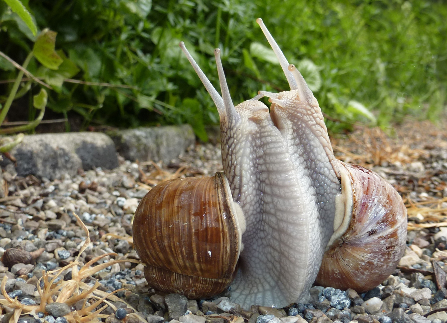 Schneckenschmus