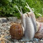Schneckenschmus