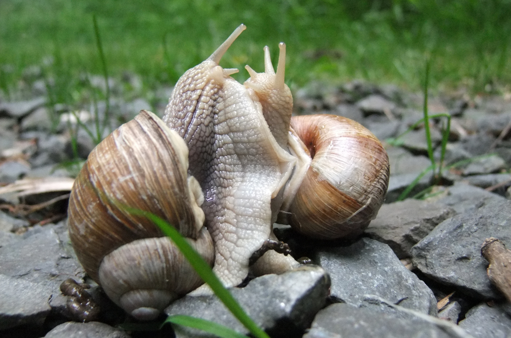 Schneckenschmusen