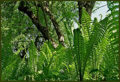 Schneckensicht im Gartengrün