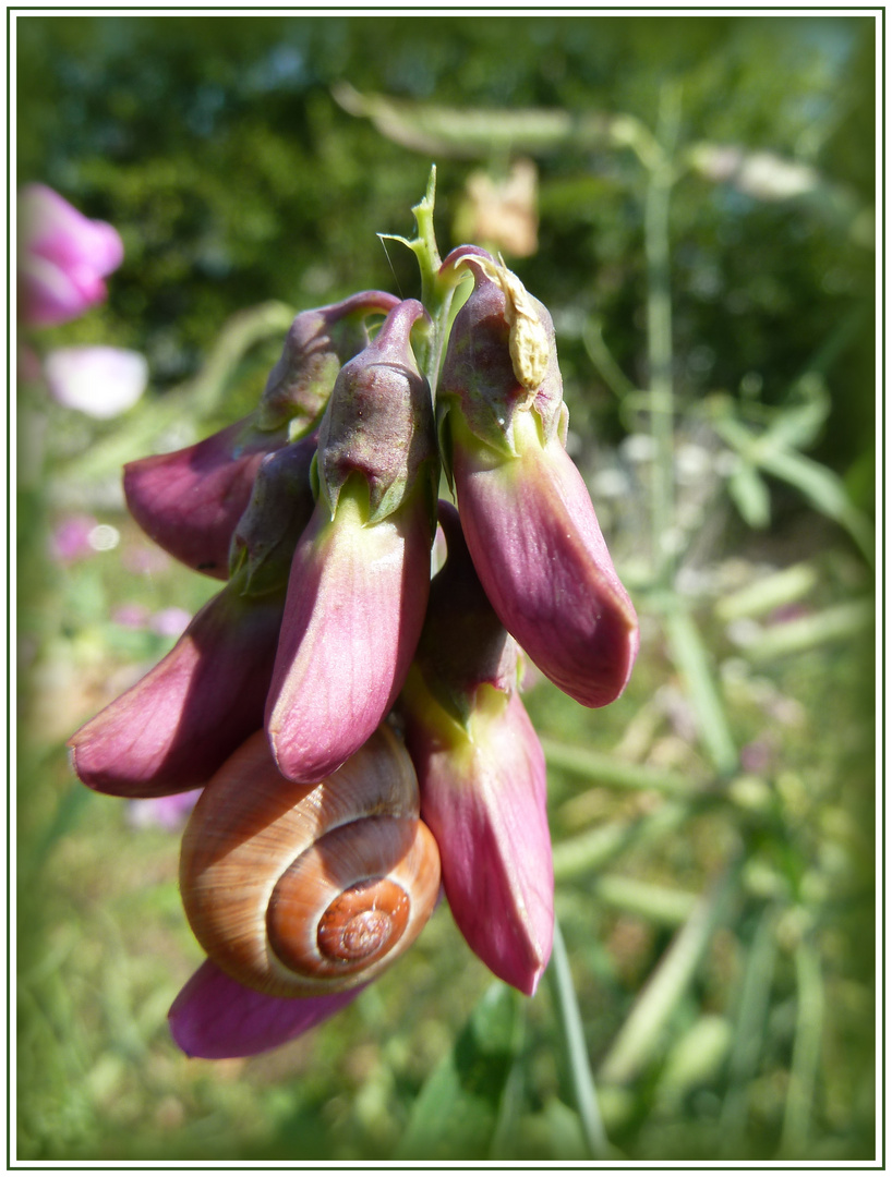 Schneckenspaziergang