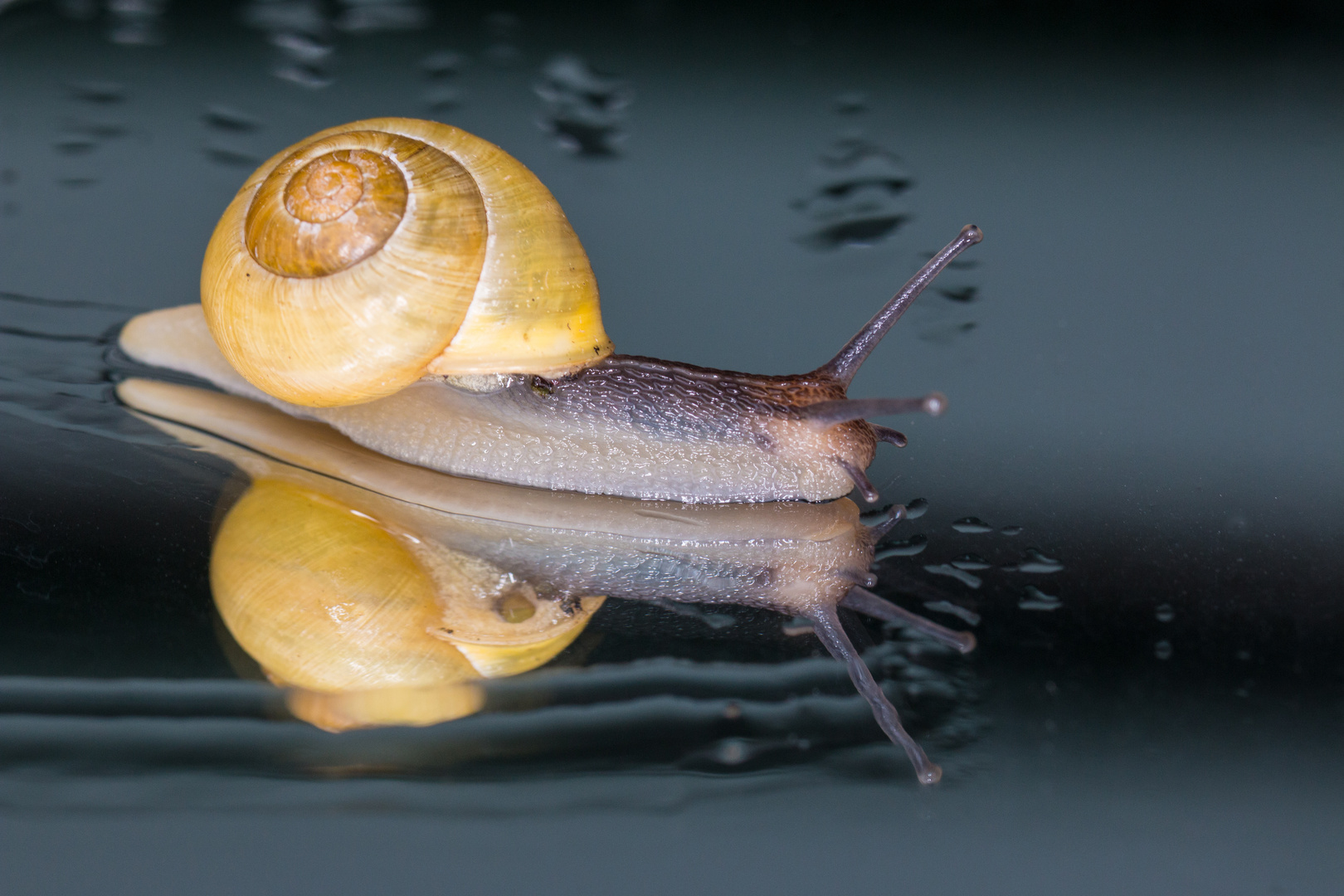 Schneckenspiegelung