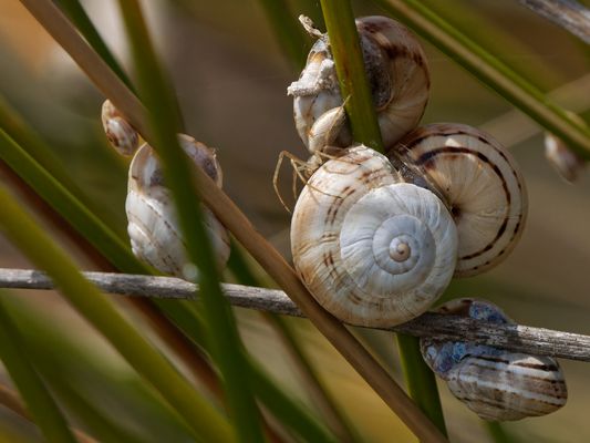 Schneckenspinne