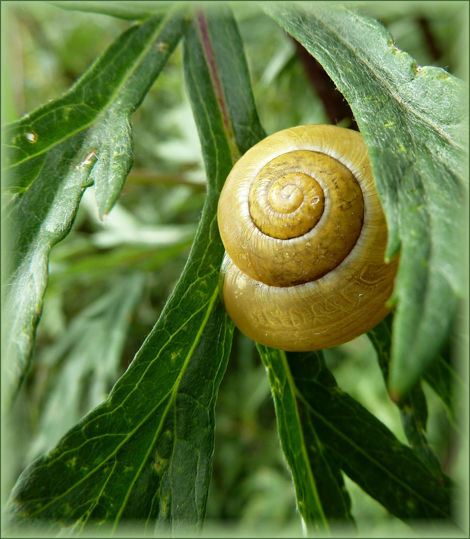 Schneckenspirale