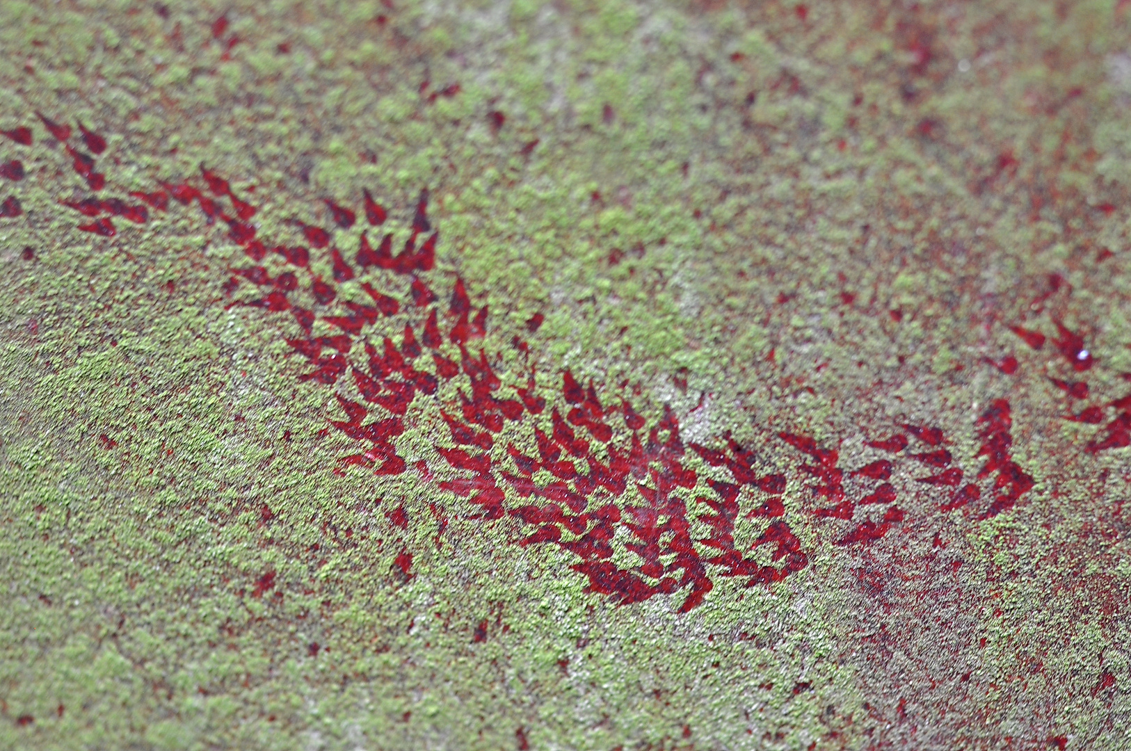 Schneckenspur auf rostiger Oberfläche