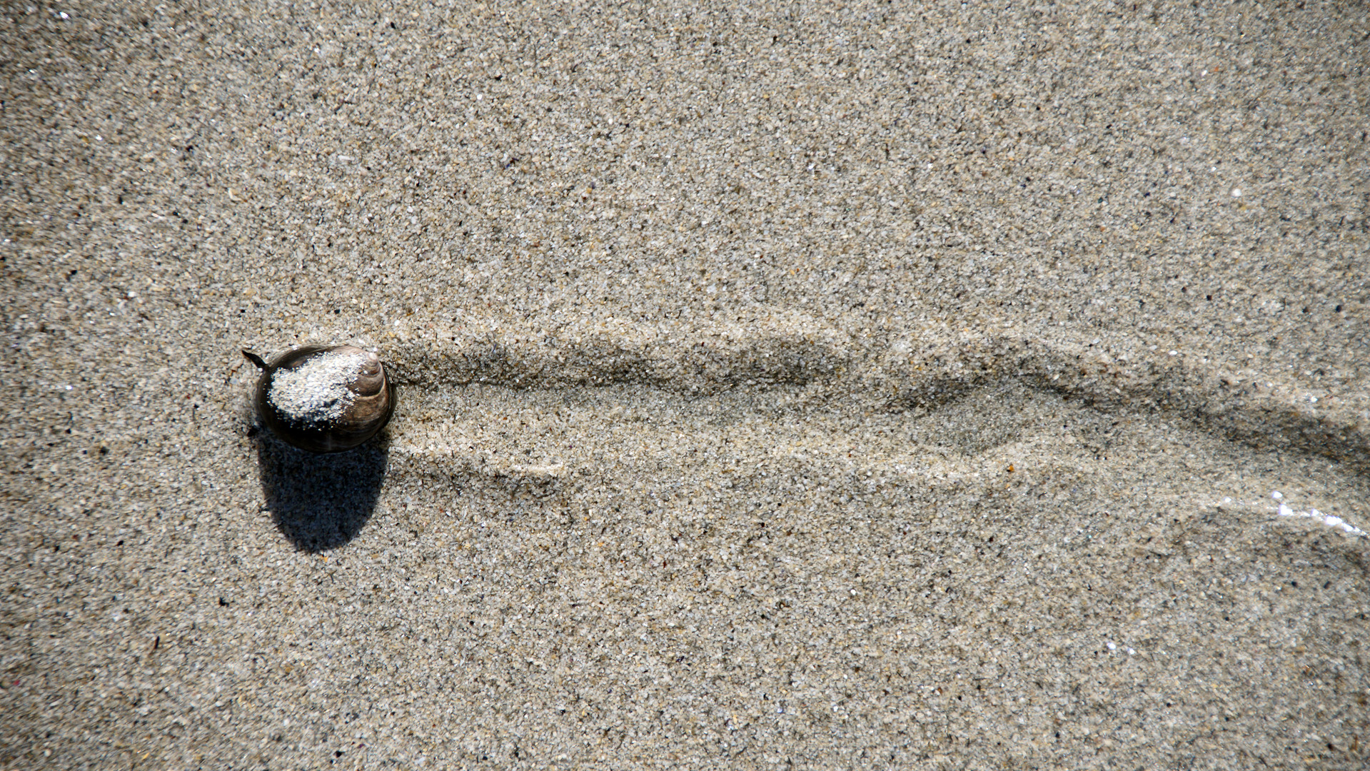 Schneckenspuren am Strand