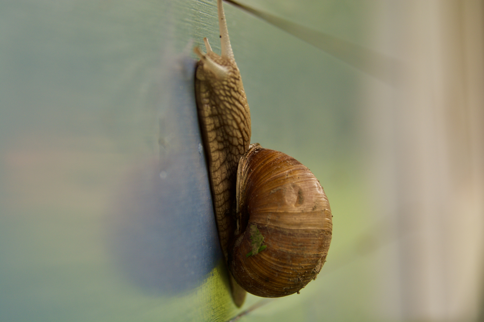 Schneckentempo im Spiegelbild