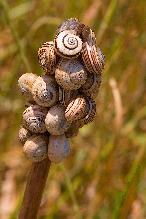 Schneckenversammlung