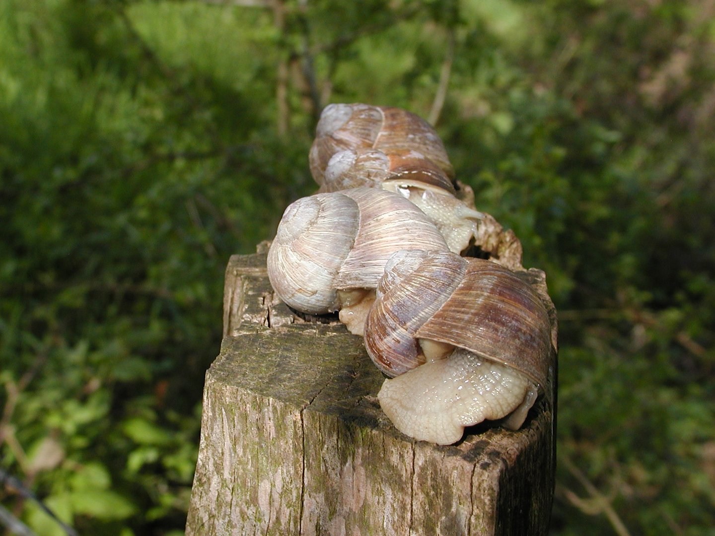 Schneckenwanderung