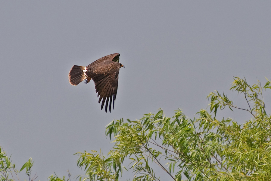 Schneckenweih - Snail Kite (Rostrhamus sociabilis plumbeus)