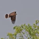 Schneckenweih - Snail Kite (Rostrhamus sociabilis plumbeus)