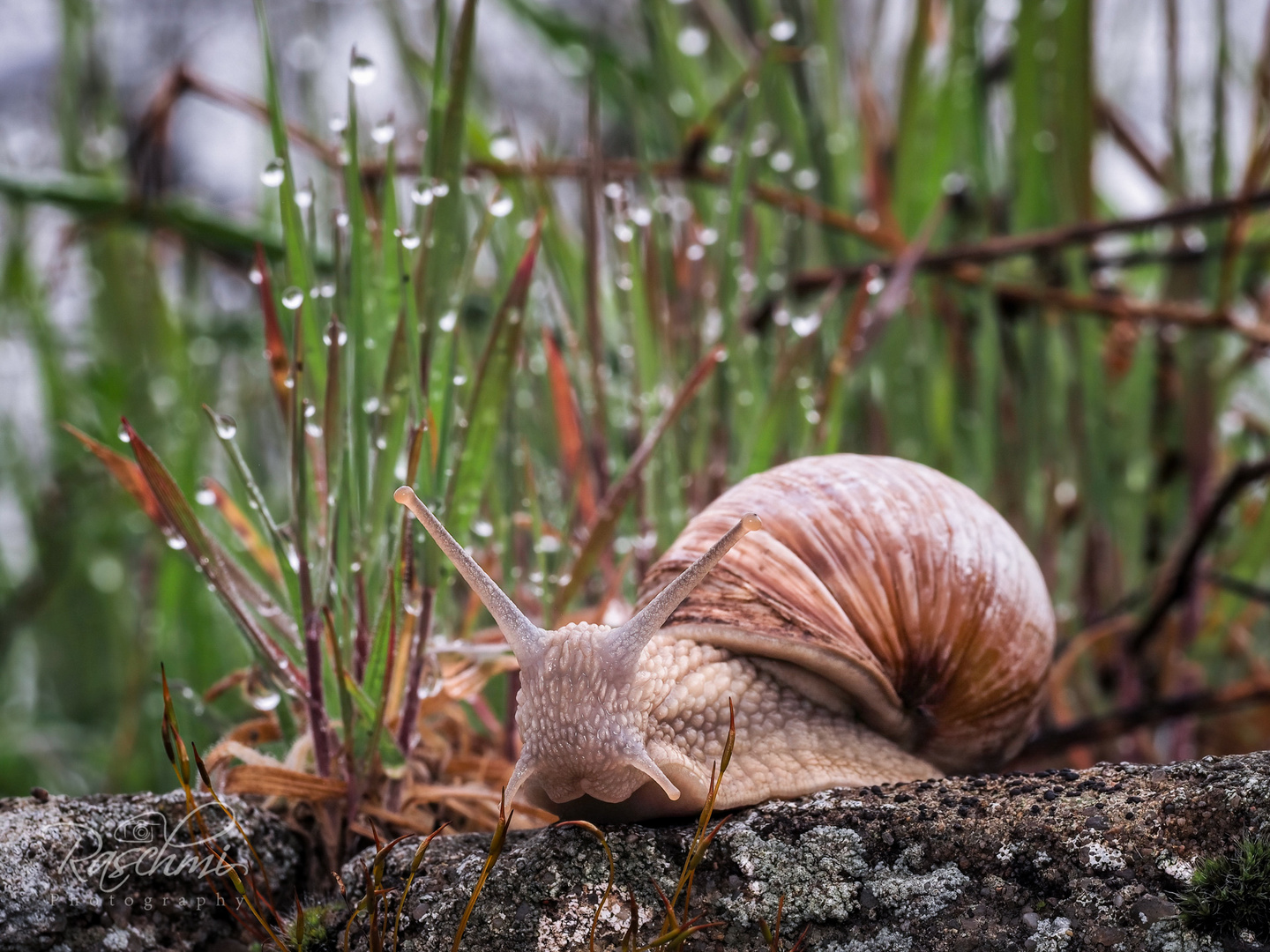 SCHNECKENWETTER