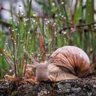 SCHNECKENWETTER