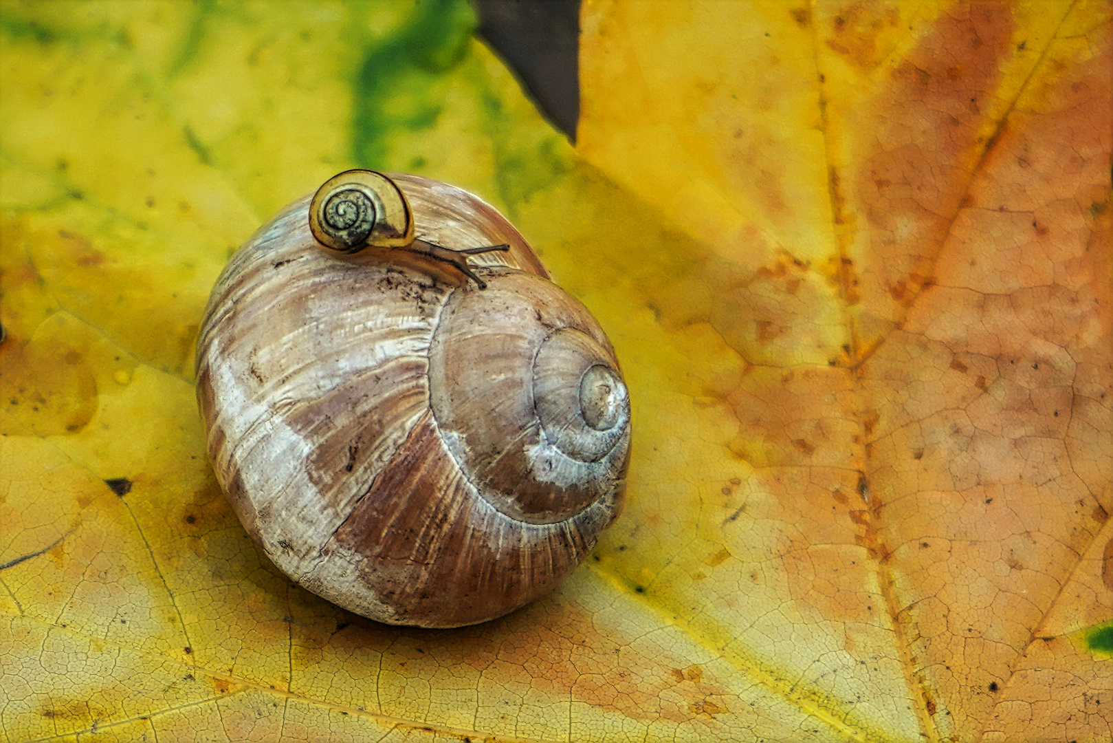 Schneckenwetter......