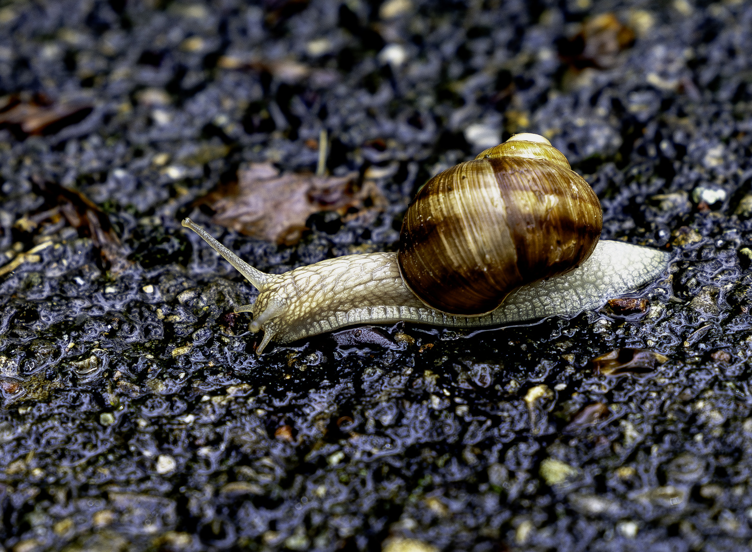 Schneckenwetter