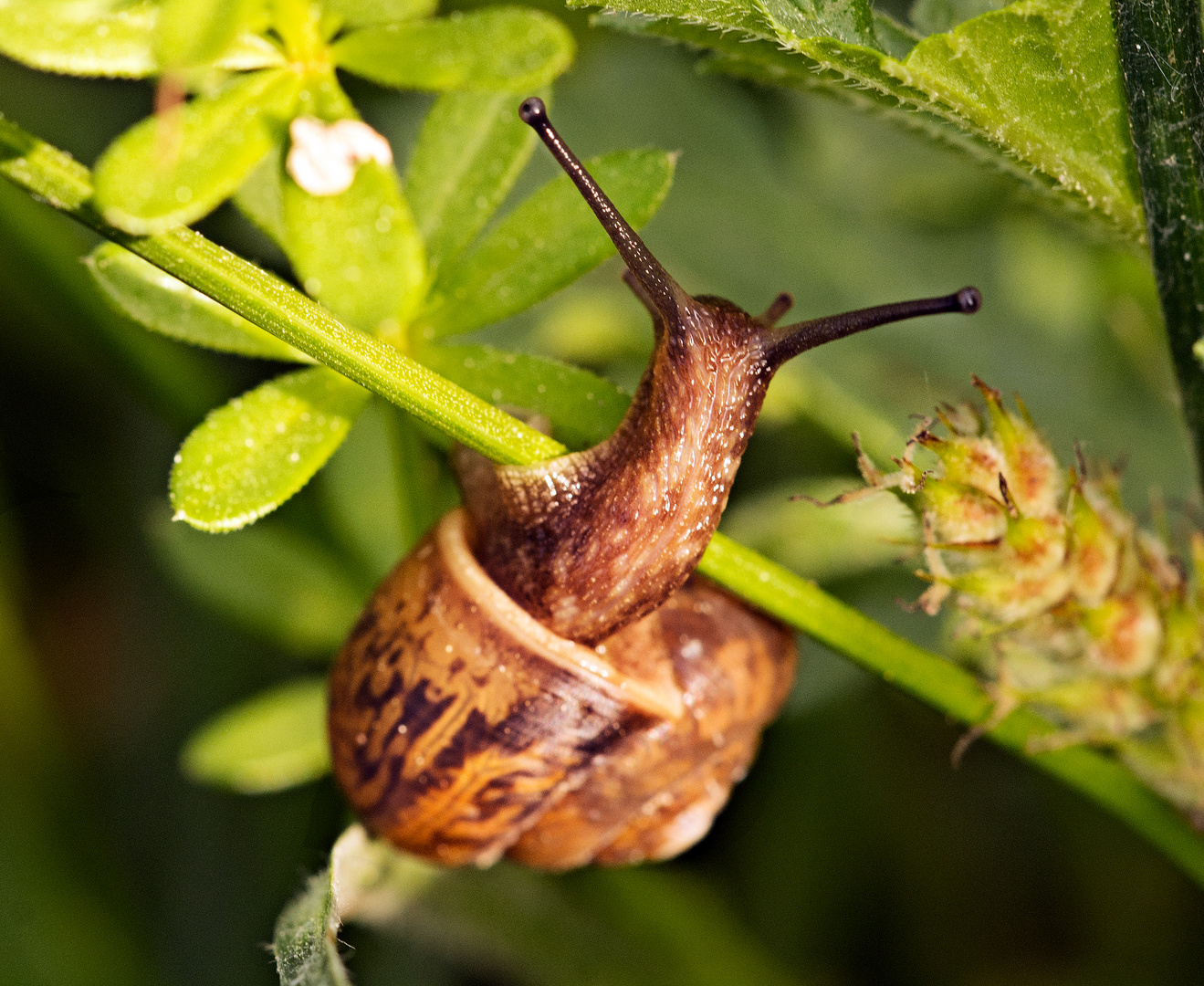 Schneckespaziergang