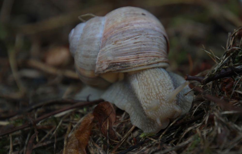 schnecki die rennschnecke ist mein name