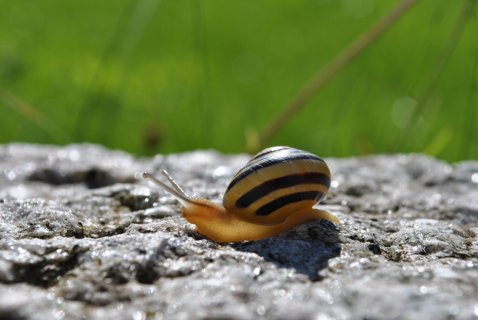 Schneckiiii :)