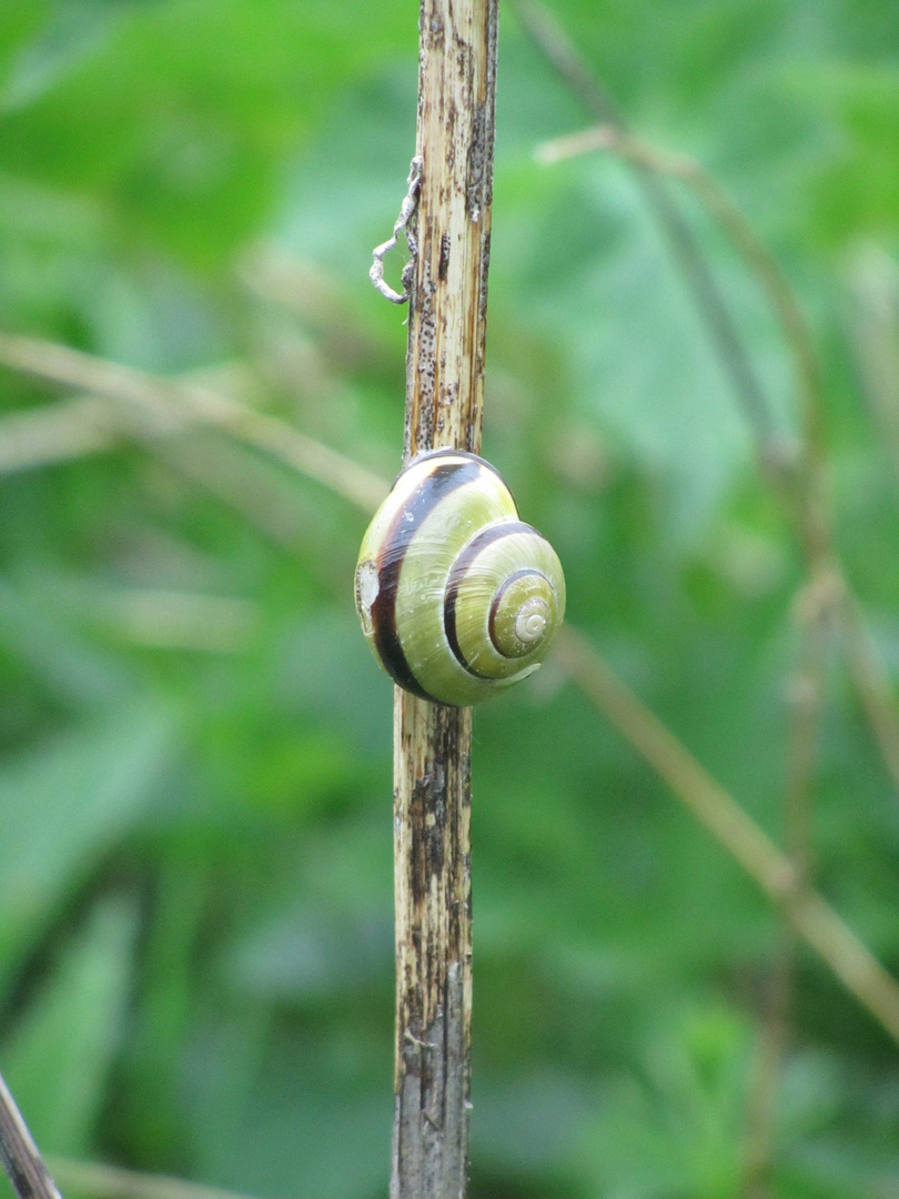 Schneckiiiii