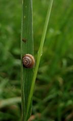 Schnecklein auf Gräslein