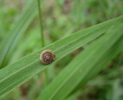 Schnecklein auf Gras