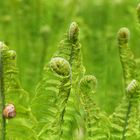 Schnecklein im Farn