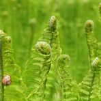 Schnecklein im Farn